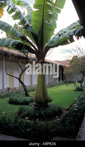 Atrium du Musée Municipal d'art moderne avec un grand palmier dans la ville de Cuenca en Equateur Banque D'Images