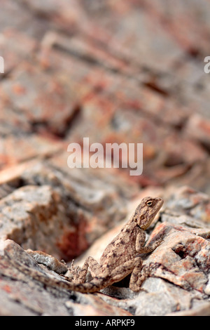 Lézard Agama de masse contre l'Afrique du Sud rock camouflé Banque D'Images