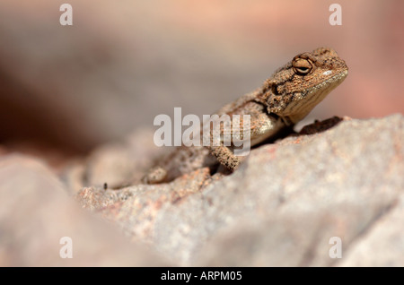 Lézard agama de masse contre l'Afrique du Sud rock camouflé Banque D'Images