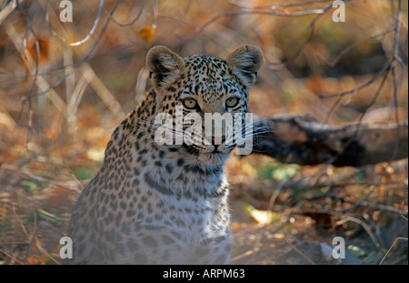 Leopard Pantherus pardus Banque D'Images