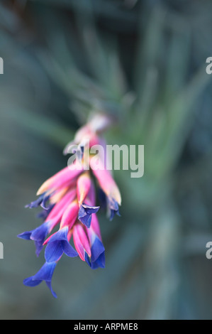 Airplant Tillandsia Tenuifolia Banque D'Images