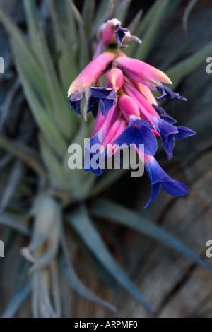 Airplant Tillandsia Tenuifolia Banque D'Images