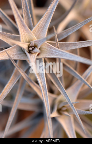 Airplant Tillandsia Tenuifolia Banque D'Images