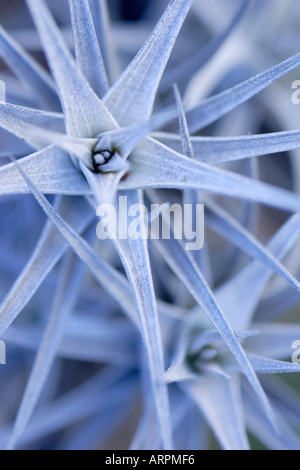 Airplant Tillandsia Tenuifolia Banque D'Images