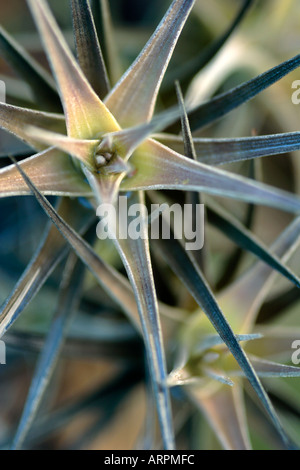 Airplant Tillandsia Tenuifolia Banque D'Images