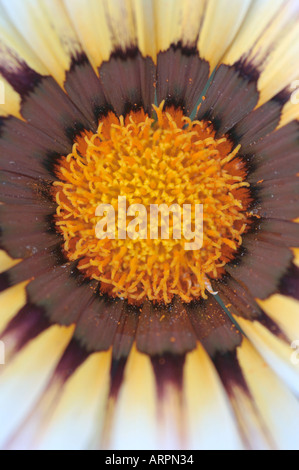 Gazania Flower Daisy Africains Banque D'Images