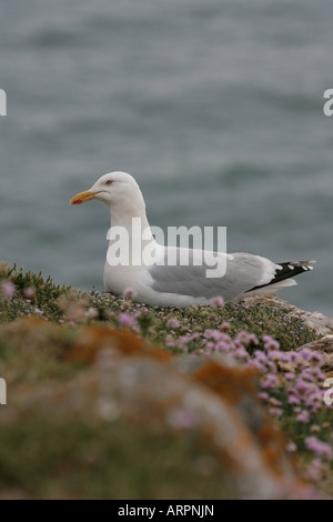 Goéland argenté Larus argentatus assis sur une falaise couverte Thift Banque D'Images