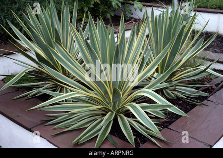 Agave americana variegata dans jardin conçu par Tim Wallis de l'exposition Paysages pour le Jardin National Exhibition Centre Banque D'Images