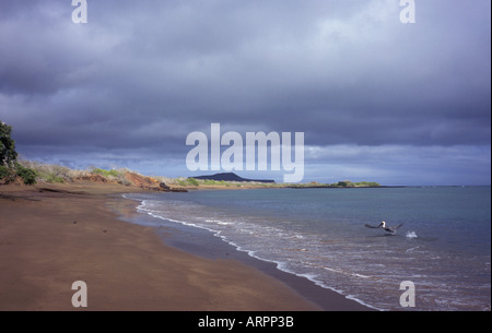 Pelican landing sur l'eau sur une plage sur les Galapagos Banque D'Images