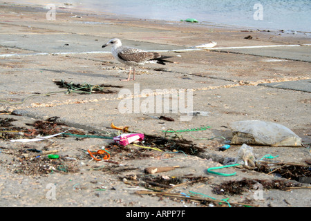 Une mouette pour évacuation de déchets alimentaires entre le port de Lagos Algarve Portugal Banque D'Images