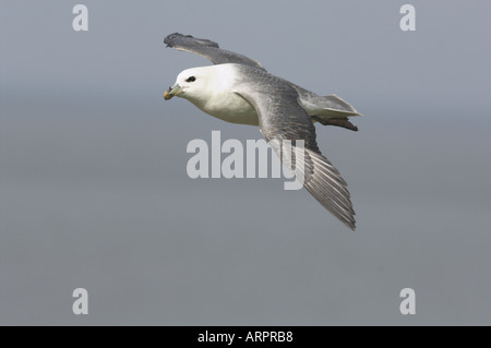 Fulmar (Fulmarus glacialis) en vol norfolk UK Mars Banque D'Images