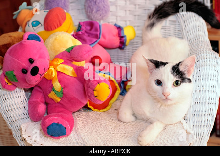 Jeune chat domestique couché sur le chaise à côté de l'osier blanc collection de jouets en peluche Banque D'Images