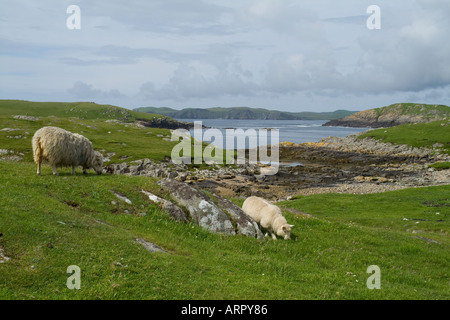 dh Nibon GUNNISTER SHETLAND Shetland moutons et agneau paître îles de campagne isolées des côtes rocheuses ecosse Banque D'Images