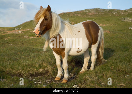 dh PONEY Shetland PONEY Royaume-Uni Piebald Shaggy poney shetland aux cheveux pedigree poils d'animaux Banque D'Images