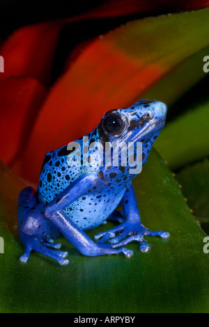 Poison dart frog (Dendrobates azureus), Surinam Banque D'Images