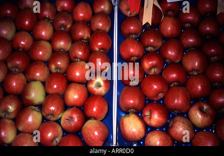 Falstaff rouge et pommes Gala Mondial sur l'affichage Surrey England UK Banque D'Images