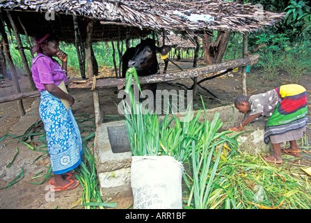 Afrique KENYA KALIFI kenyanes en tissu kanga traditionnels donnent à l'fourragères vache, Heifer Project International reçu Banque D'Images