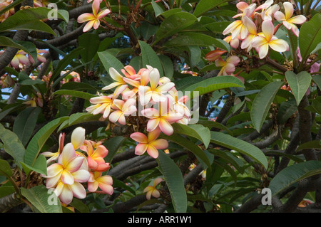 Gros plan de Plumeria rubra frangipani plante arbre fleurs Funchal Madère Portugal UE Europe Banque D'Images