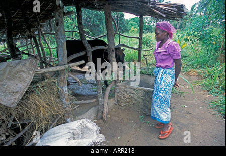Afrique KENYA KALIFI kényane avec sa vache, Heifer Project International reçu par leur famille pour un projet de laiterie de la femme Banque D'Images