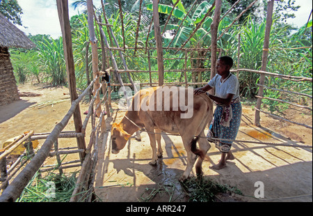 Afrique KENYA KALIFI kényane habillé de tissu kanga traditionnelle avec ses vaches, Heifer Project International reçu Banque D'Images