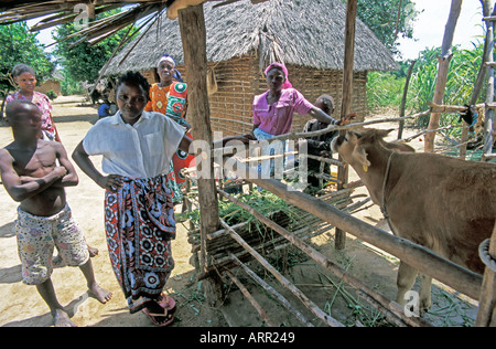 Afrique Kenya Kenyan KALIFI Women's Dairy Co-operative membres débattent de recevoir le projet de la génisse vaches Banque D'Images