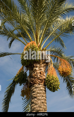 Gros plan des bunches de dates croissant sur palmier dates palmiers Madère Portugal Europe Banque D'Images