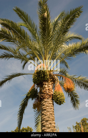 Gros plan des bunches de dates croissant sur palmier dates palmiers Madère Portugal Europe Banque D'Images