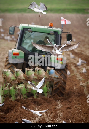 Les mouettes se chamaillent derrière un tracteur labourant un champ. Photo par Jim Holden. Banque D'Images