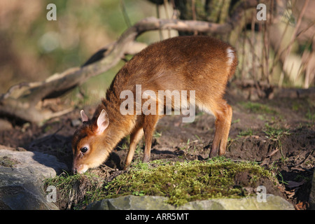 Reeves (ou Chinois) - bébé muntjac Muntiacus reevesi Banque D'Images