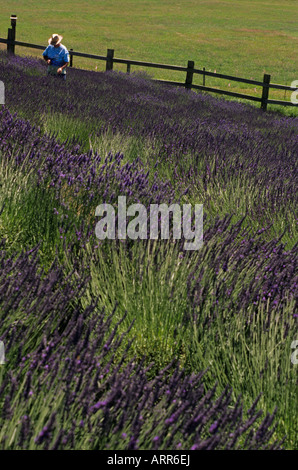 Champ de lavande sur une ferme rurale homme mûr avec des fleurs cueillies le long du chemin Snohomish County Marysville Washington State Banque D'Images