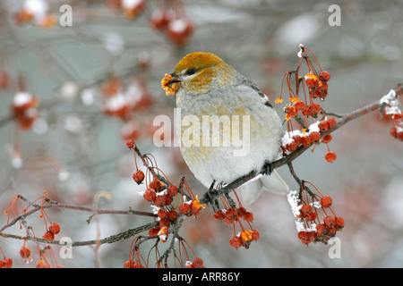 Femme Durbec perché en Sibérie Apple Tree Berries with Snow Banque D'Images