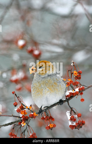 Femme Durbec perché en Sibérie Apple Tree Berries avec Snow - verticale Banque D'Images