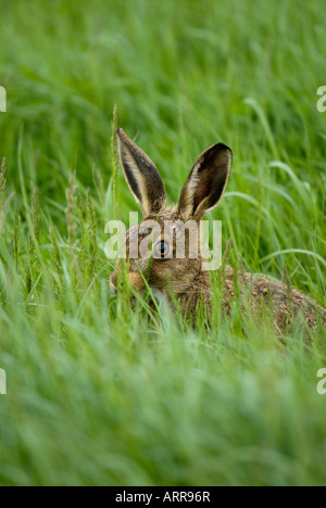 Un lièvre dans l'herbe haute. Banque D'Images