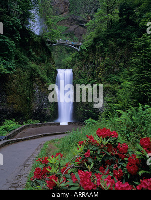 Chutes de Multnomah Columbia River Gorge Oregon State USA avec les gens sur le pont à la recherche à une cascade spectaculaire avec rhododendron Banque D'Images