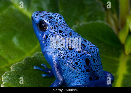 Poison dart frog (Dendrobates azureus), Surinam Banque D'Images