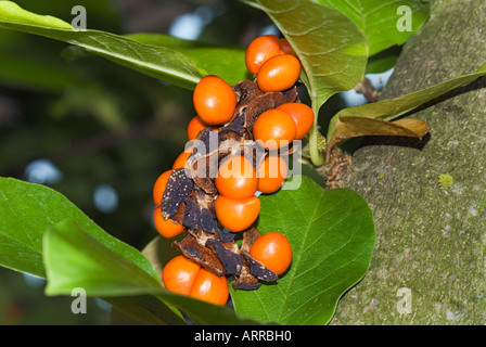 Fruit de MAGNOLIA LOEBNERI kache Asie Magnolie automne seedhead graines rouge rose orange rose Banque D'Images