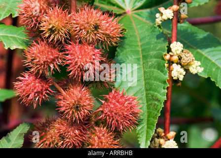 L Ricinus communis EUPHORBIACEAE Rizinus wondertree Wunderbaum étonnant arbre tropical tropique Afrique Afrique de l'huile de ricin plante Banque D'Images