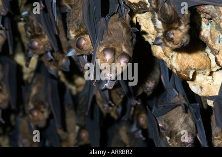 Des milliers de chauves-souris asiatiques dans la grotte, la faune, Banque D'Images