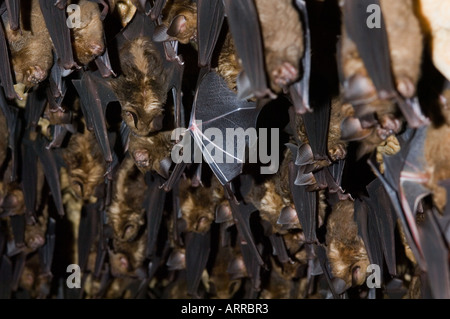 Des milliers de chauves-souris asiatiques dans la grotte, la faune, Banque D'Images