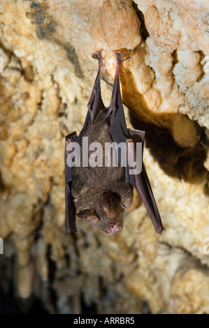 Des milliers de chauves-souris asiatiques dans la grotte, la faune, Banque D'Images