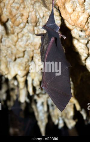 Des milliers de chauves-souris asiatiques dans la grotte, la faune, Banque D'Images