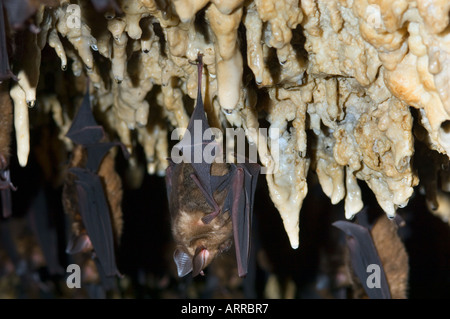 Des milliers de chauves-souris asiatiques dans la grotte, la faune, Banque D'Images