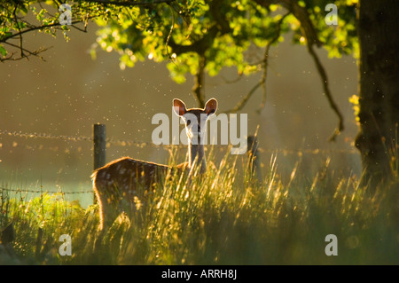 Le cerf sika, Cervus nippon, femme ou hind tôt le matin Banque D'Images