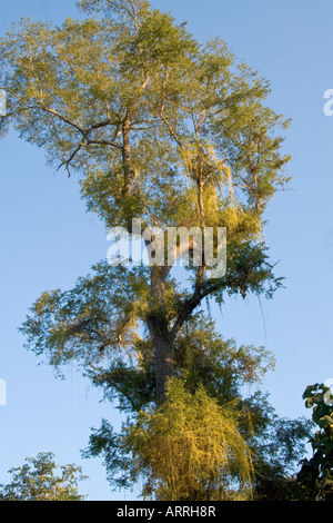 Arbre de teck ou teck (Tectona grandis), poussant dans la forêt tropicale, au Laos Banque D'Images