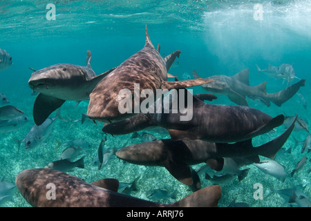 C1165D. Infirmière de l'Atlantique, les requins Ginglymostoma cirratum. Belize Mer des Caraïbes. Photo Copyright Brandon Cole Banque D'Images