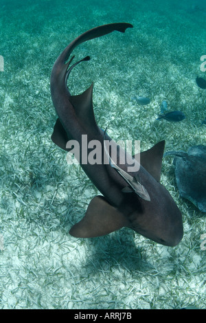C1177D. Infirmière de l'Atlantique, requin Ginglymostoma cirratum, avec Remora suckerfish. Le Belize, la mer des Caraïbes. Copyright Brandon Cole Banque D'Images