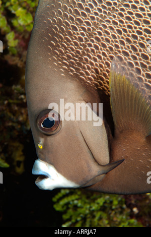 C1368D. Angelfish Pomacanthus arcuatus, gris. Belize Mer des Caraïbes. Photo Copyright Brandon Cole Banque D'Images