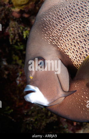 C1371D. Angelfish Pomacanthus arcuatus, gris. Belize Mer des Caraïbes. Photo Copyright Brandon Cole Banque D'Images