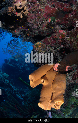 C1640D. sponge sur coral reef wall. Le Belize, la mer des Caraïbes. Photo Copyright Brandon Cole Banque D'Images