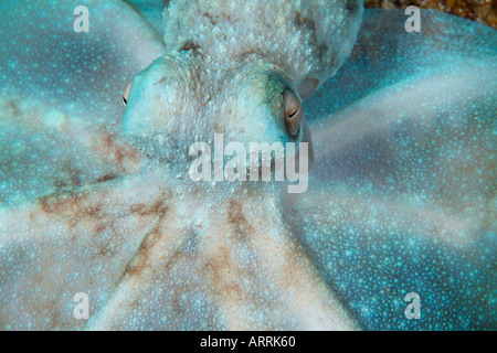 C0399D. Caribbean Reef Octopus Octopus briareus,. la chasse nocturne Belize Mer des Caraïbes. Photo Copyright Brandon Cole Banque D'Images